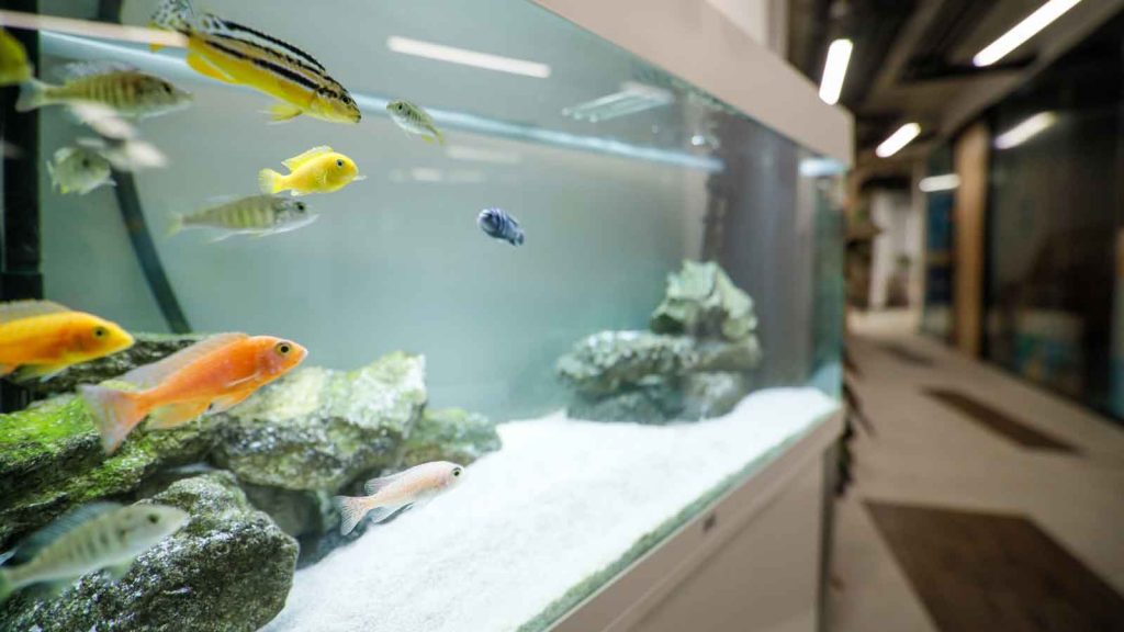 {city} Fish Tank Cleaning Service For Professional Offices