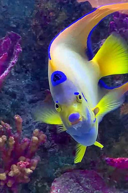 Angelfish In Saltwater Fish Tank Cleaning Maintenance Service